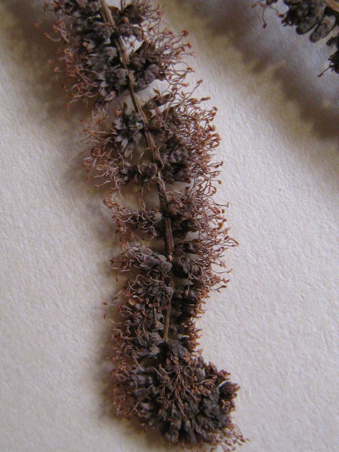 Pseudopiptadenia 4