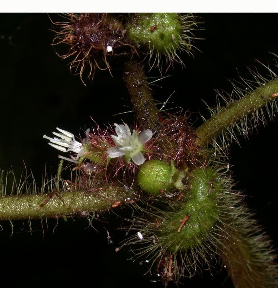 Miconia 3