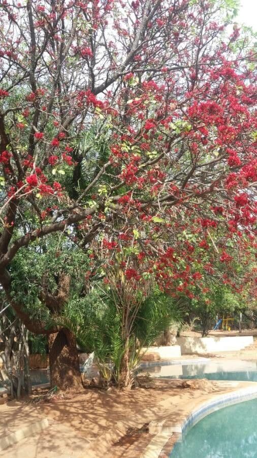 Albero fucsia 15