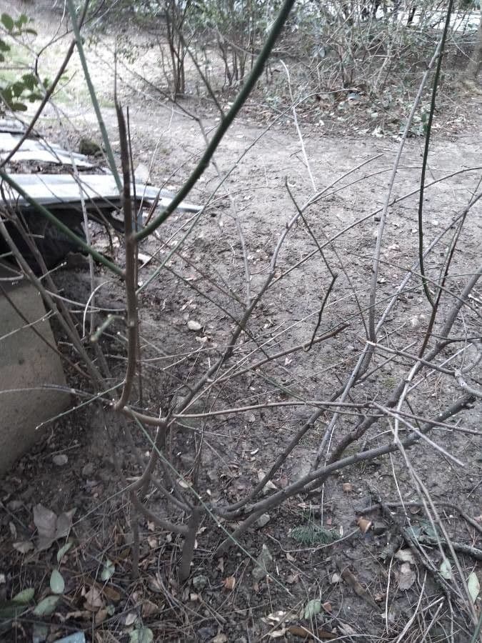 Ginestra odorosa 25
