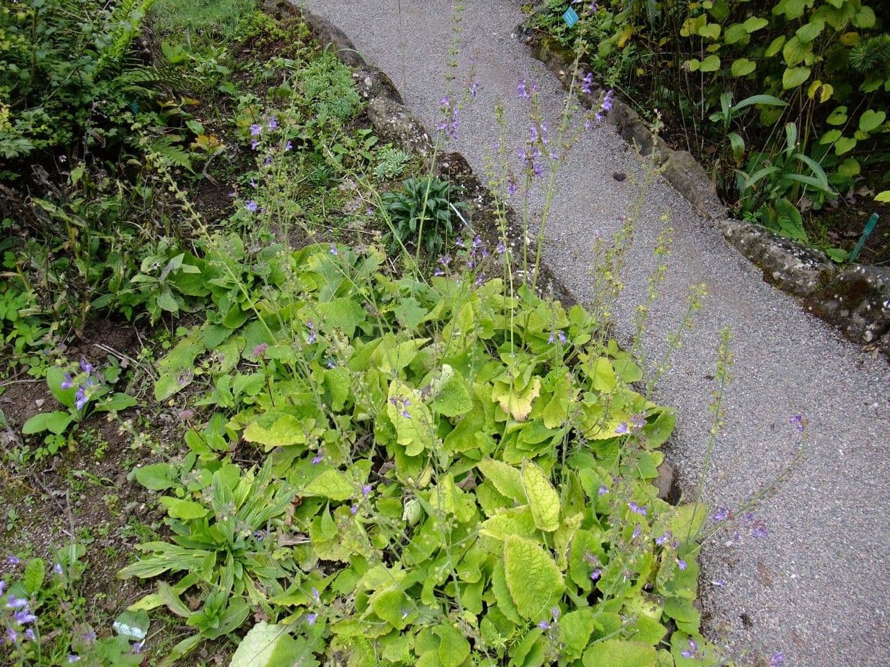 Salvia 11