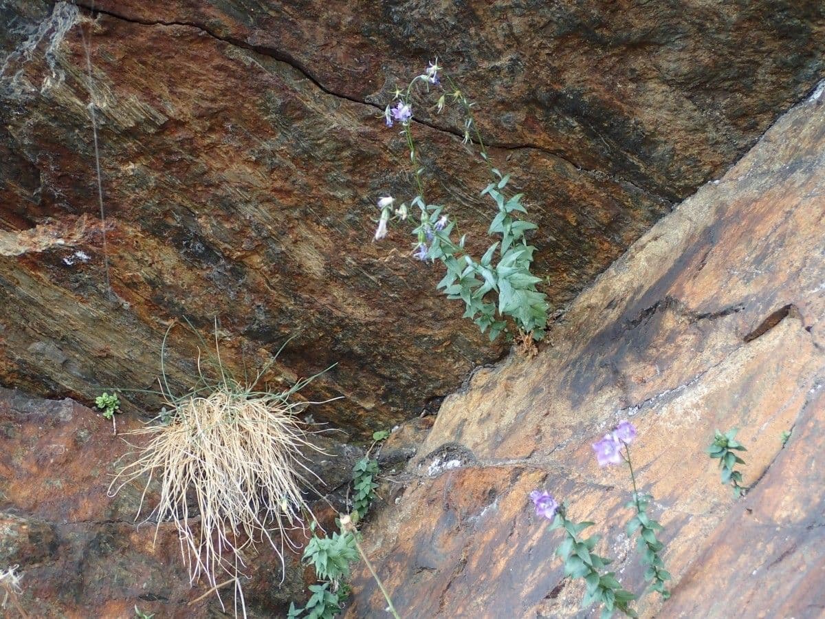 Campanula 8