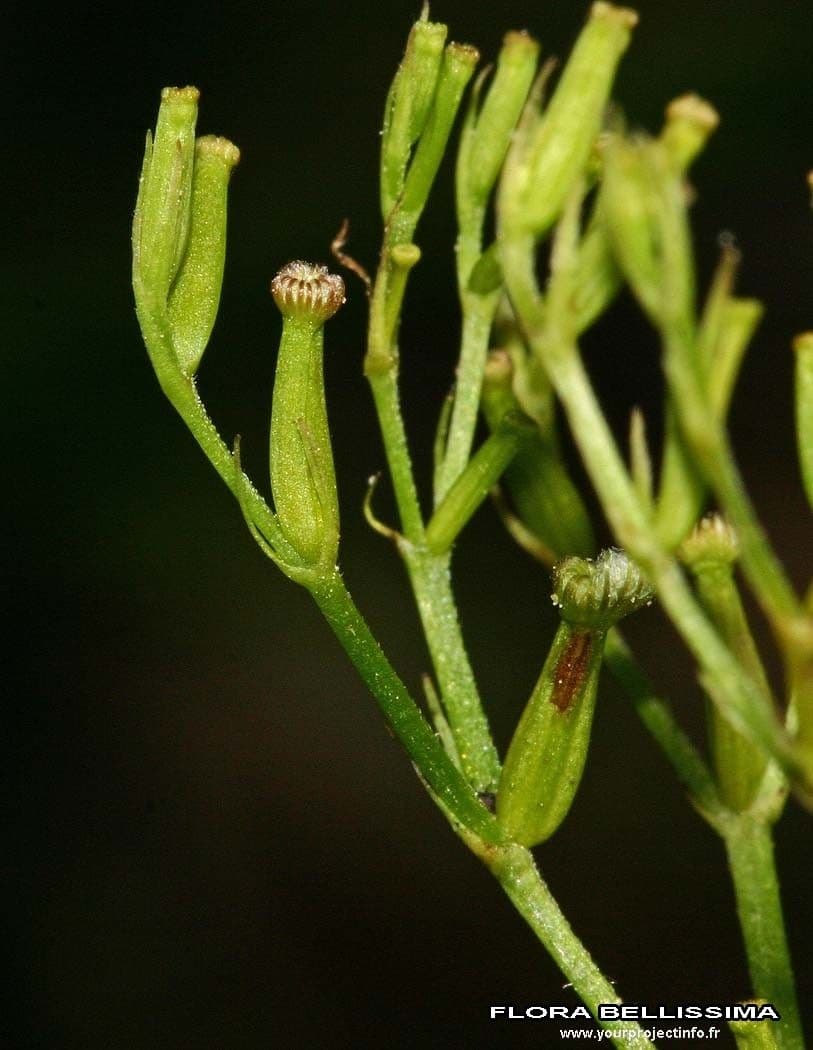 Valeriana trifogliata 3