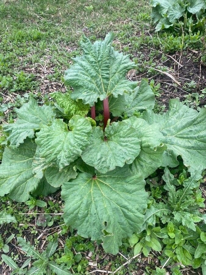 Rabarbaro da giardino 17