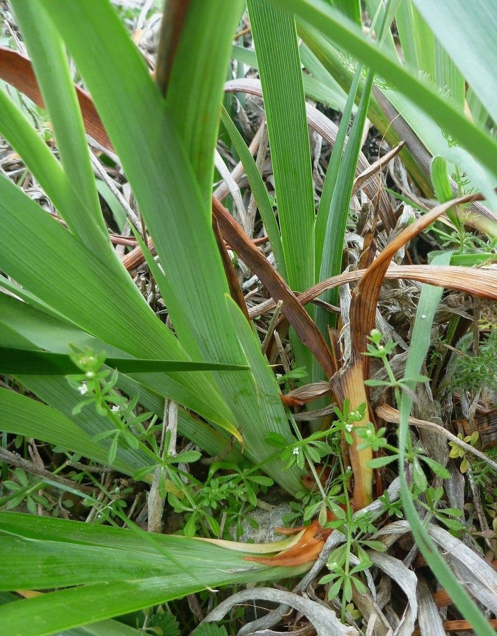 Iris di Douglas 15
