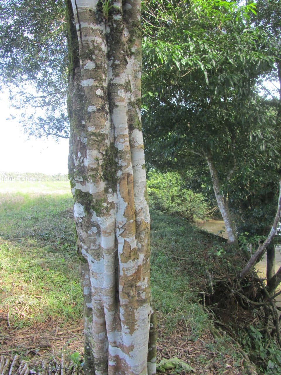 Cupania 14