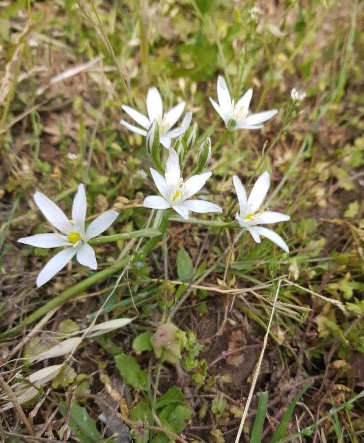 Ornithogalum 7