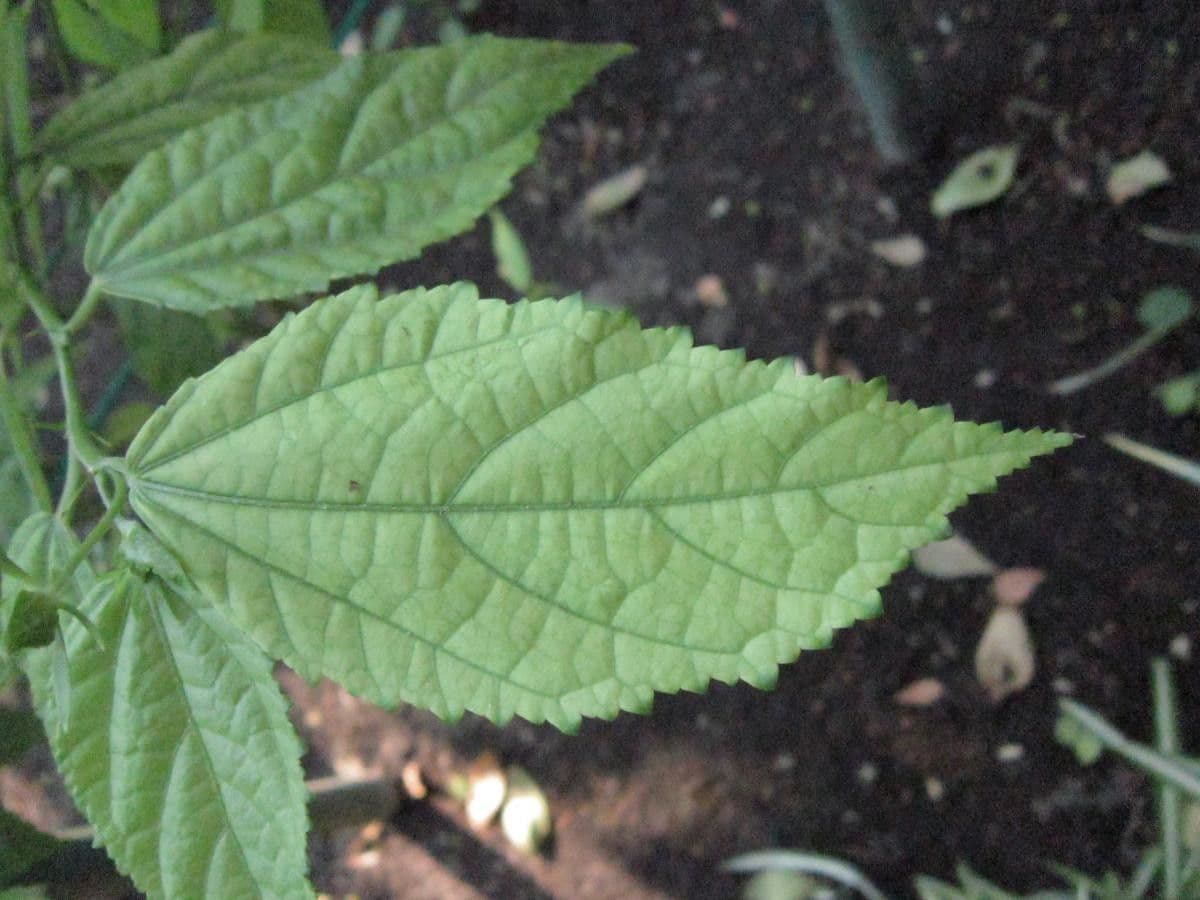 Pavonia spinosa 10