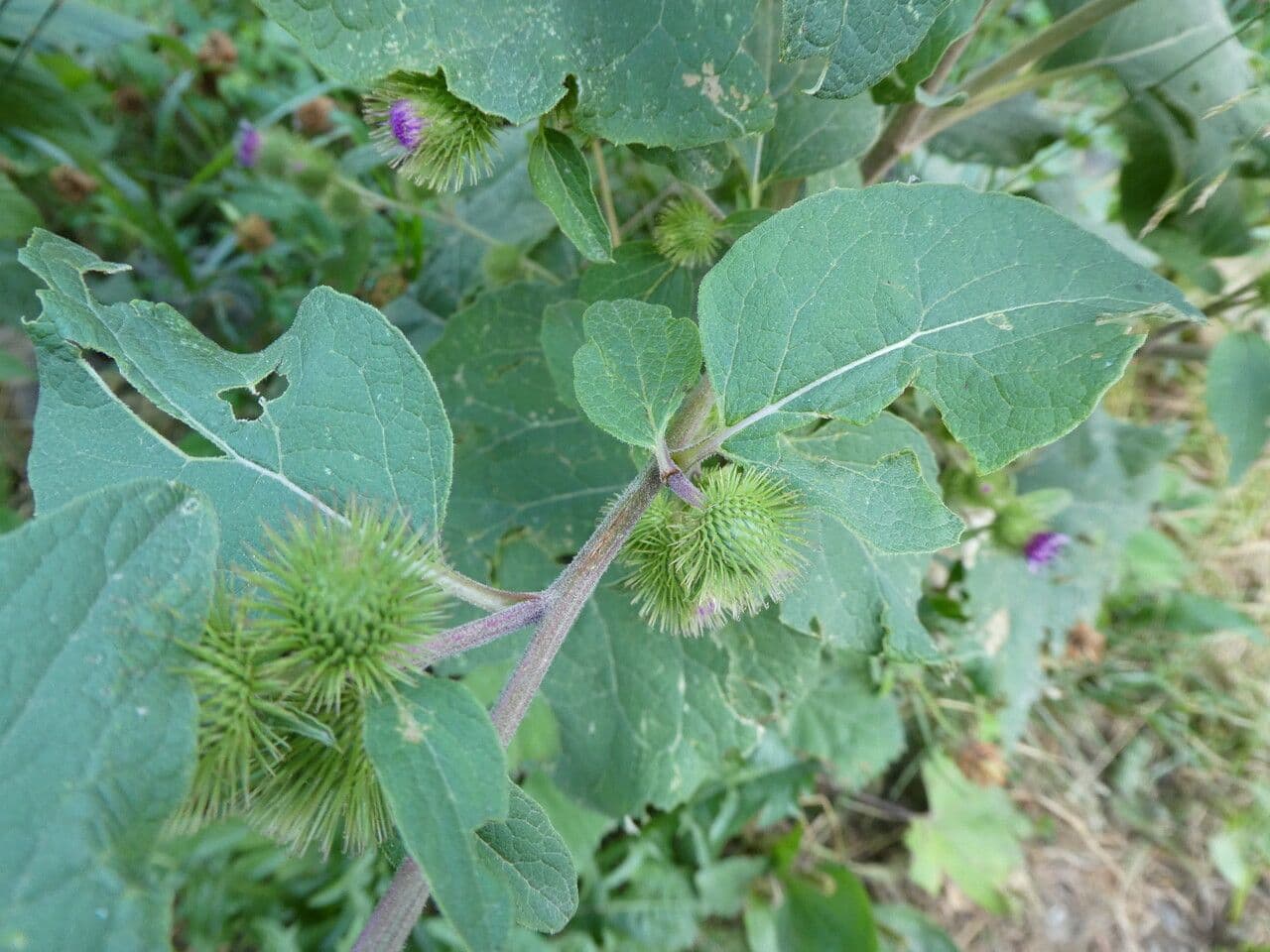 Bardana minore 17