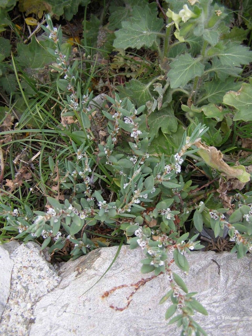 Strandknöterich 6