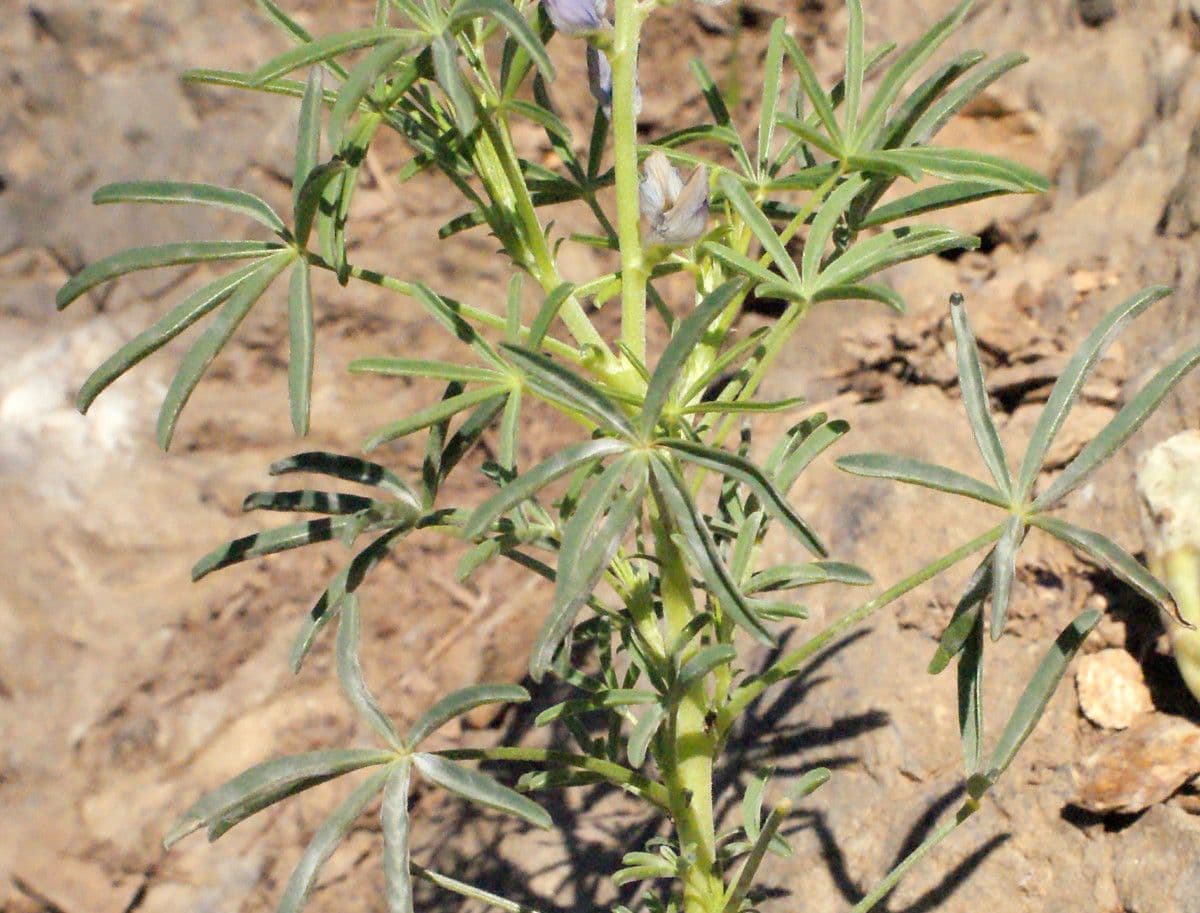 Schmalblättrige Lupine 28