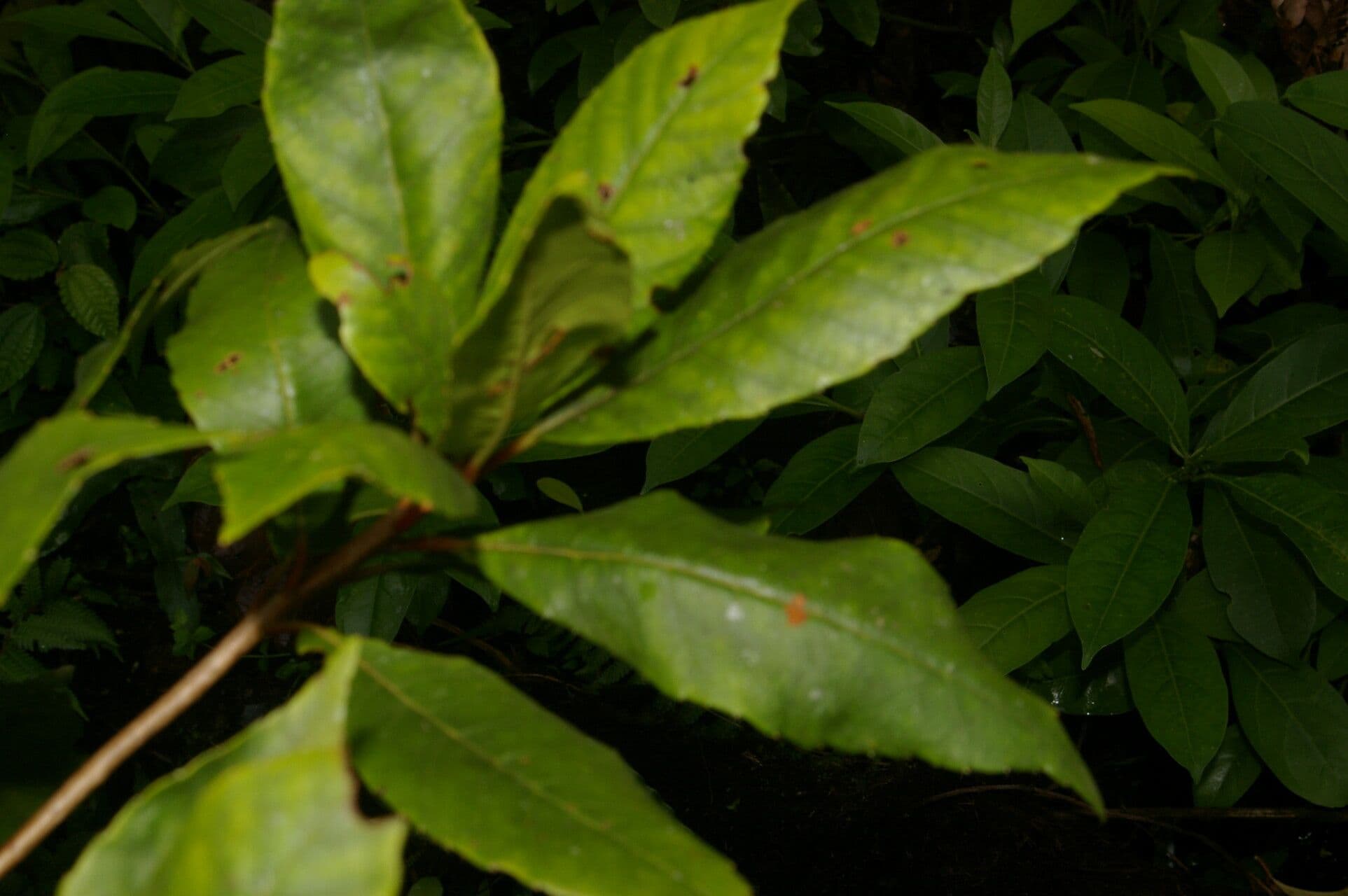 Clethra 6