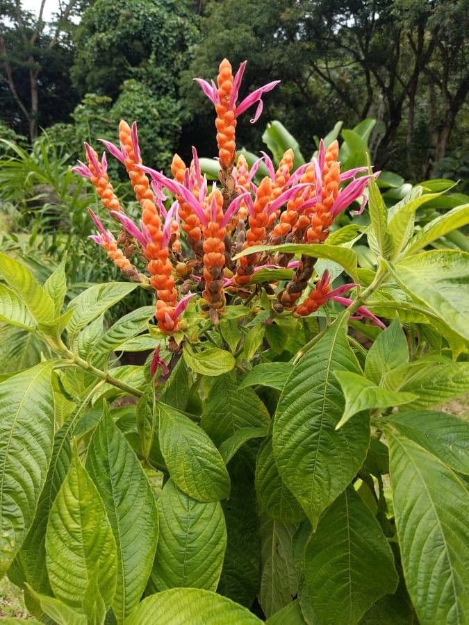 Aphelandra 14