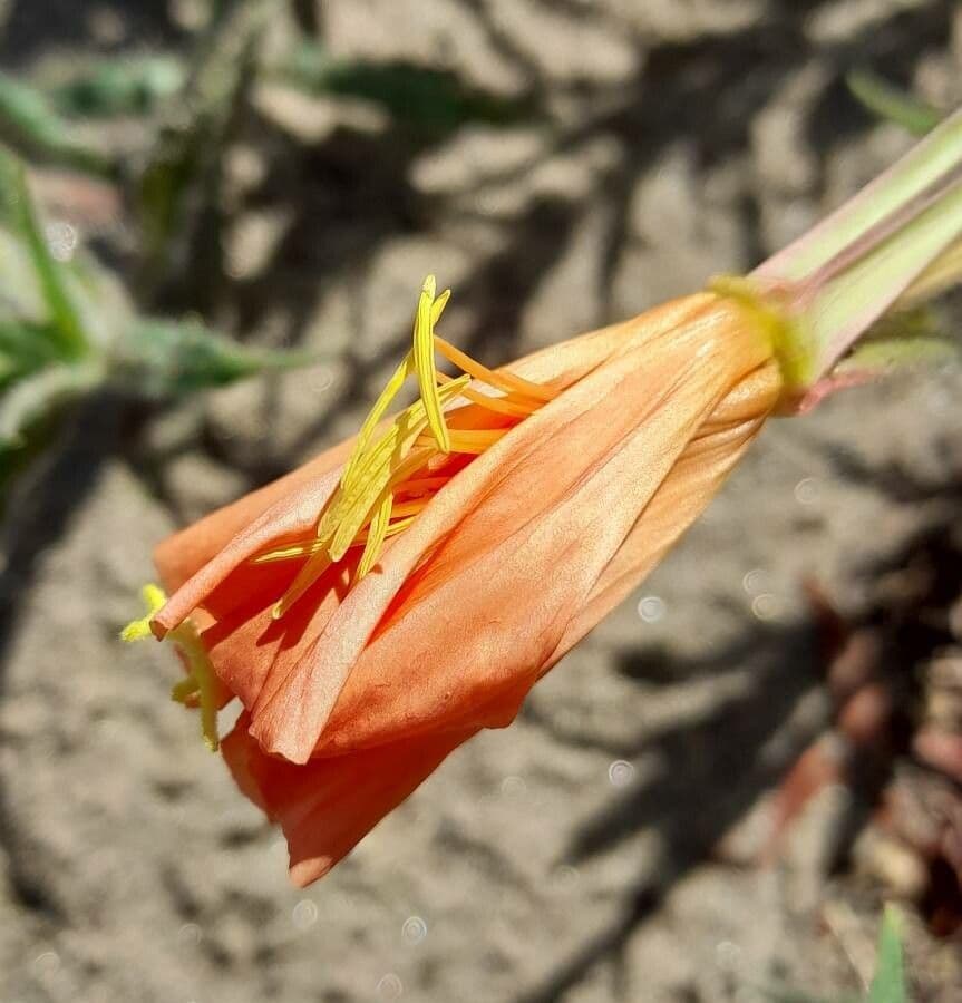 Onagre à fleurs longues