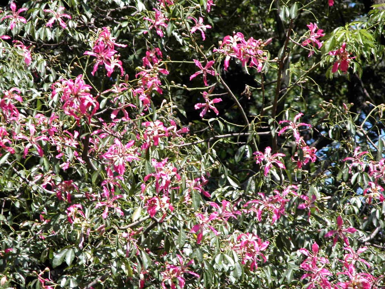 Ceiba speciosa 29