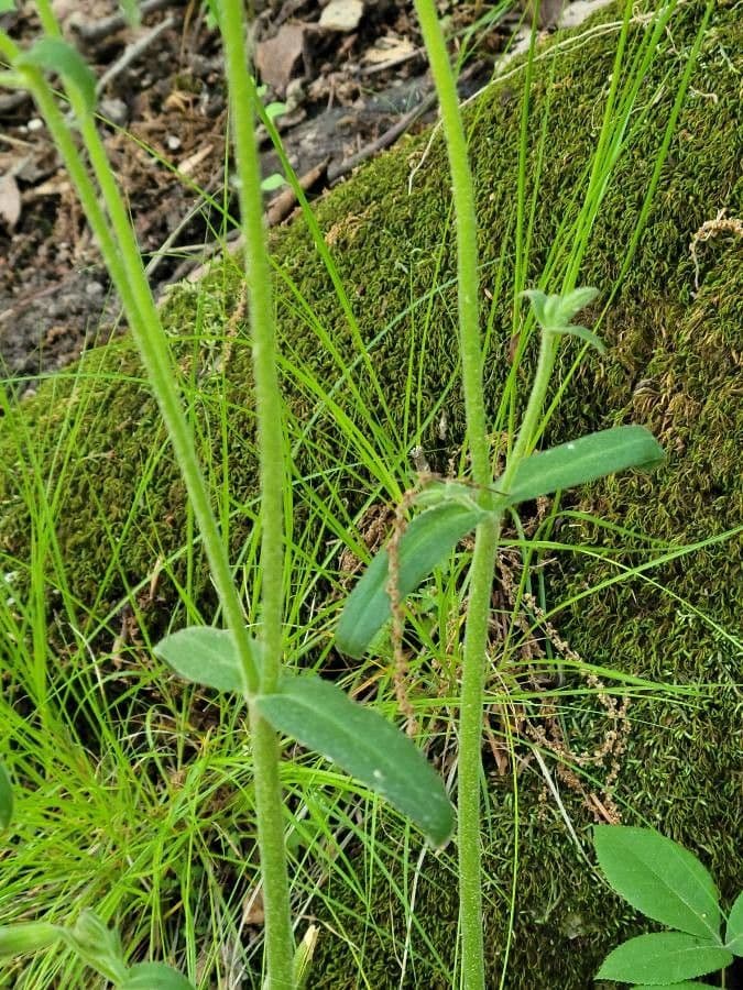 Silene virginica 17