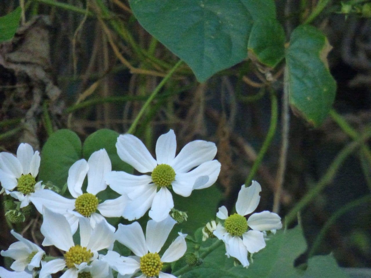 Montanoa 10