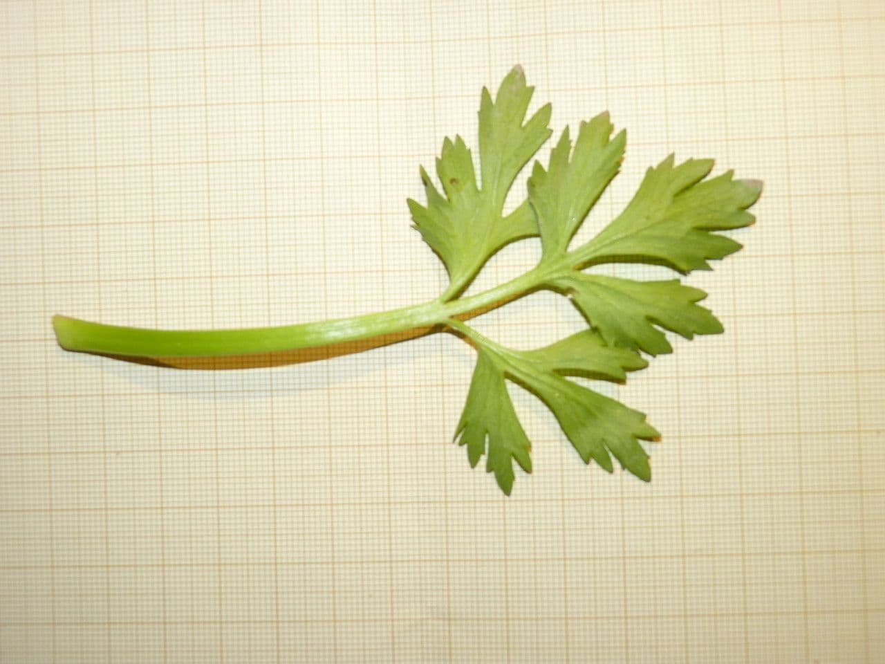 Jaskier trójklapowy 19
