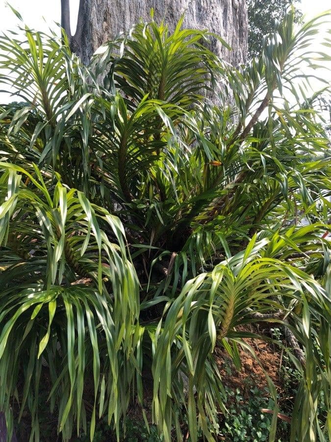 Orchidea Tigre 10