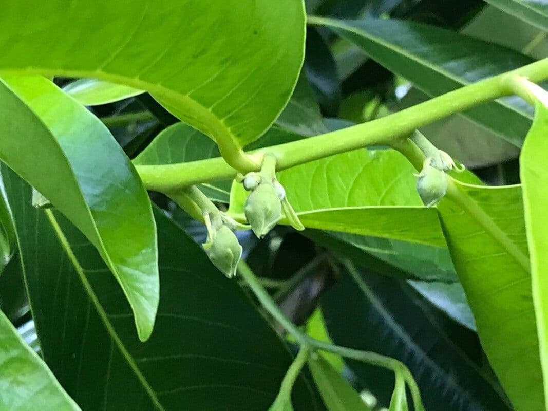 Cachi nero 9