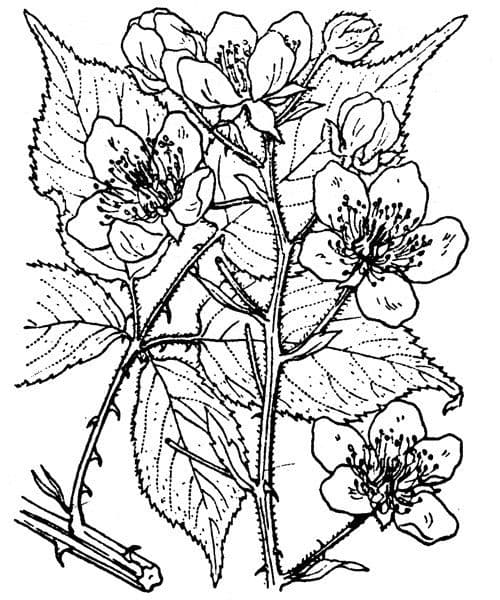 Gefurchte Brombeere 26
