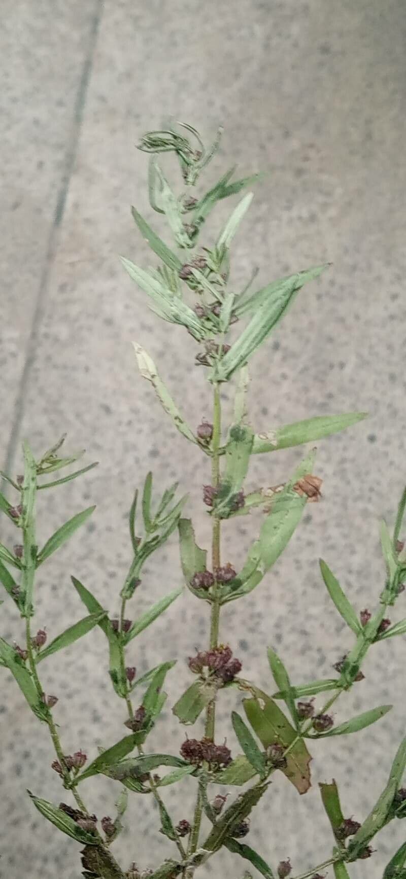 Ammannia baccheriforme 10