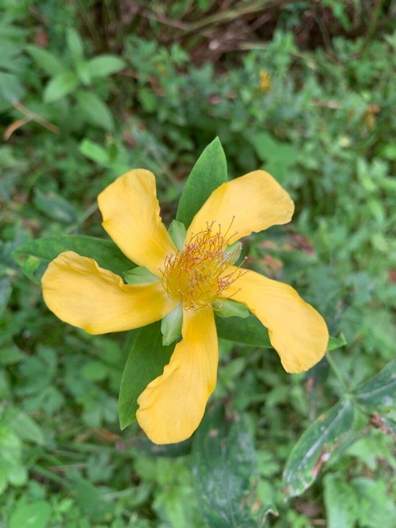 Millepertuis ascyron 6