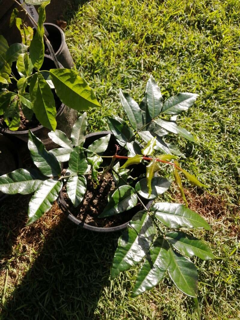 Longan 19