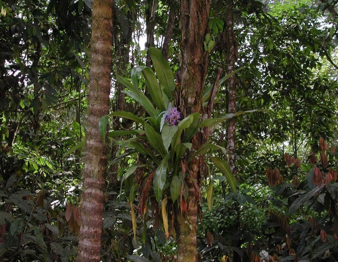 Cochliostema 18