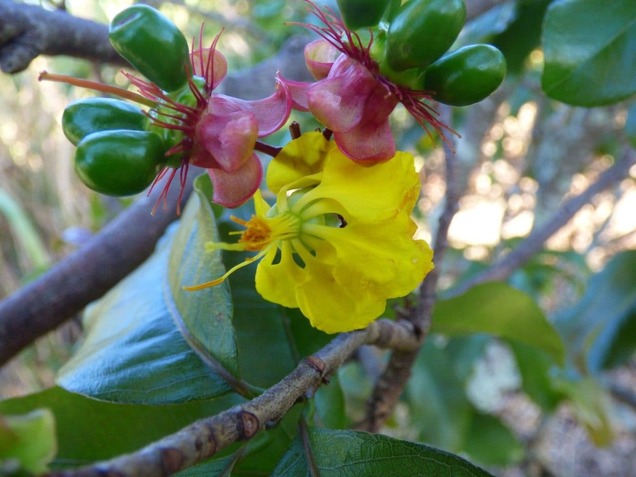 Ochna 7