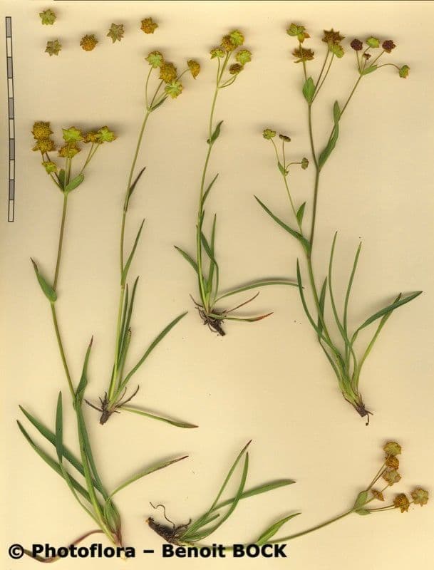 Bupleuro ranuncoloide 22