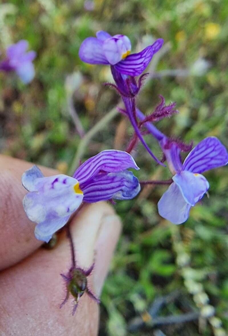Linaria incarnata 2
