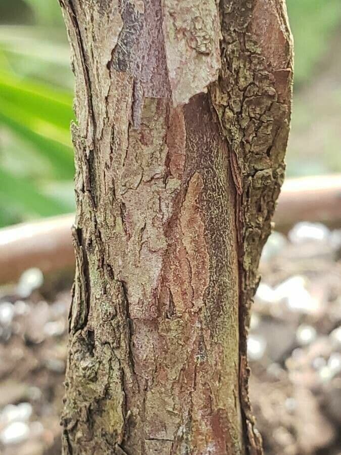 Afrocarpus 4