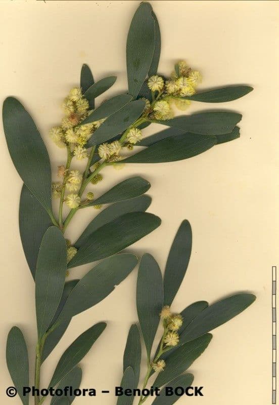 Acacia nera 28