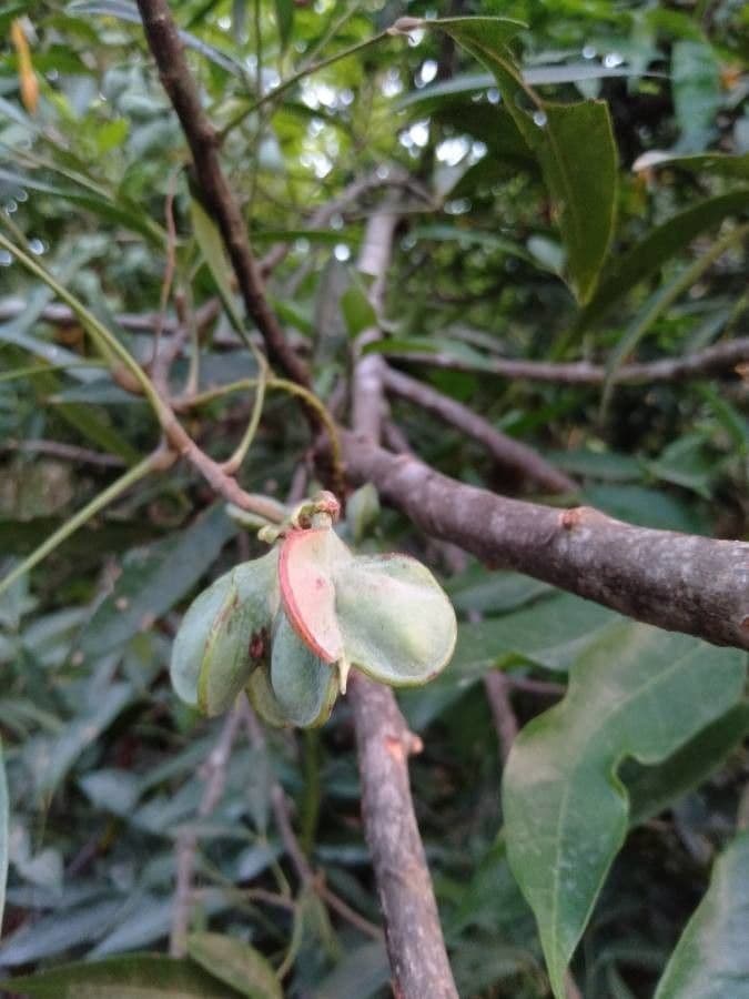 Guioa