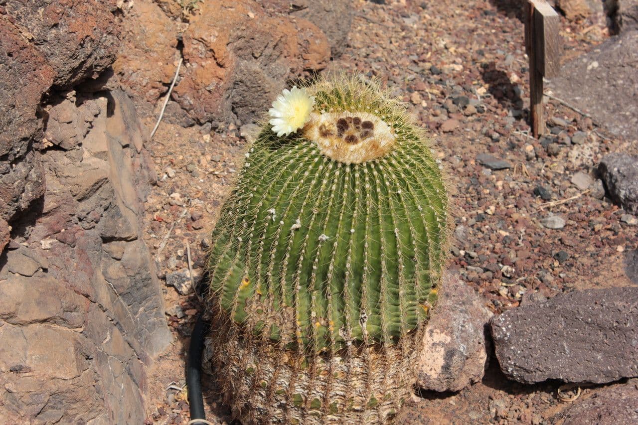 Echinocactus 3