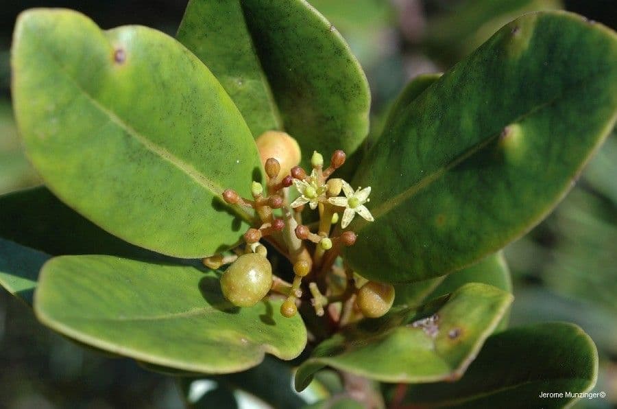 Clusia-blättrige Apodytes 2