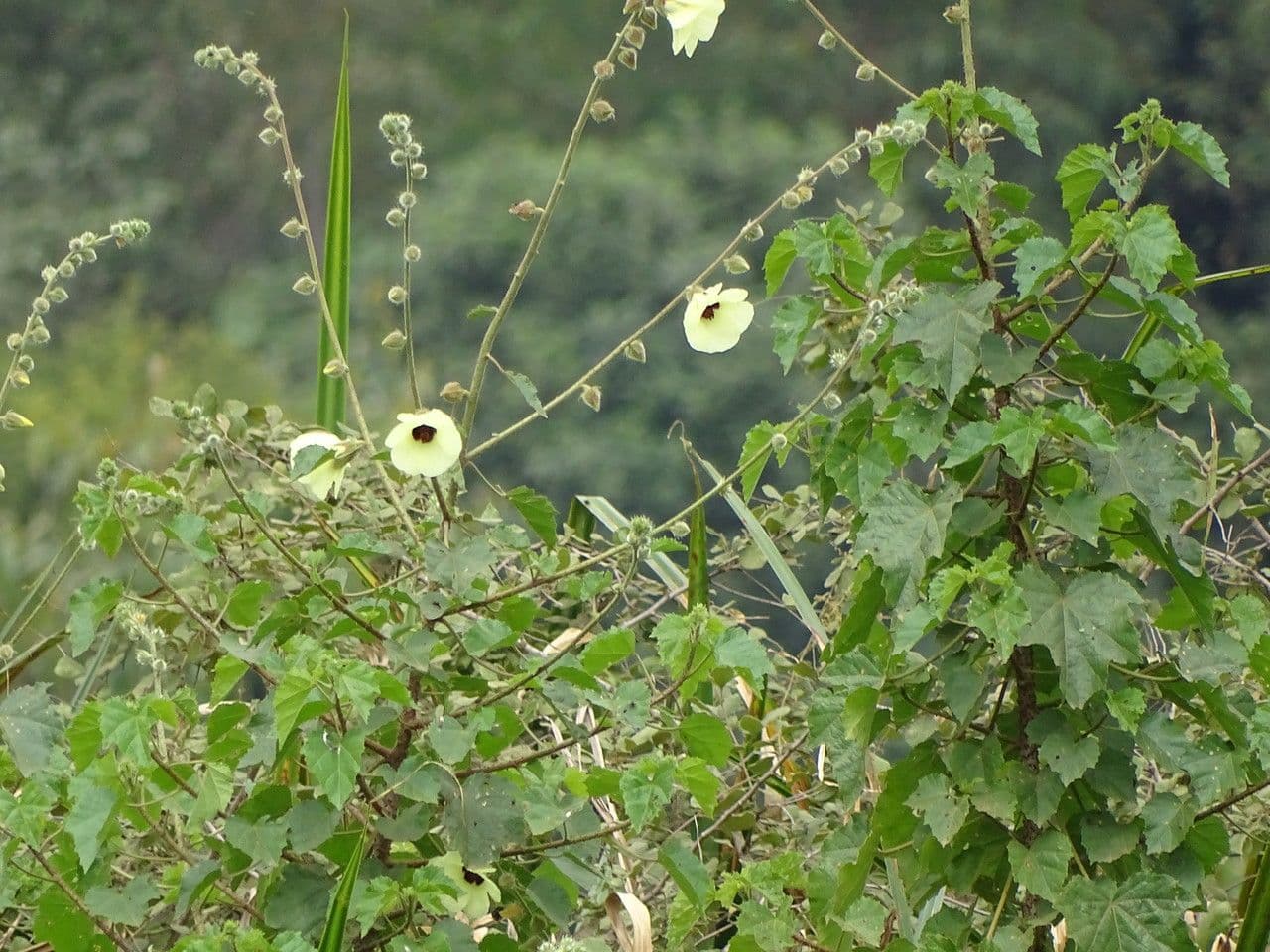 Ibisco