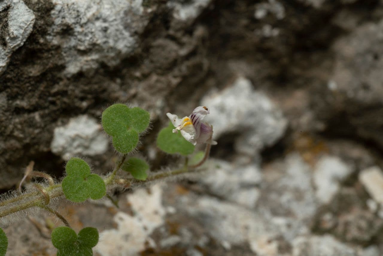 Cymbalaria 4