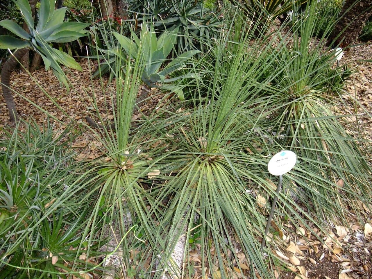 Mexikanischer Grasbaum 9
