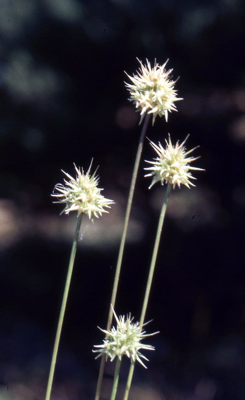 Echinaria capitata 7