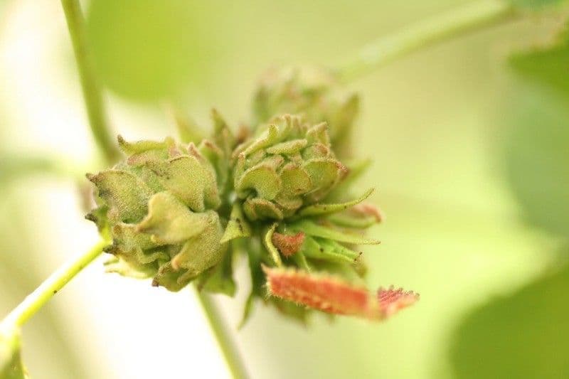 Dombeya