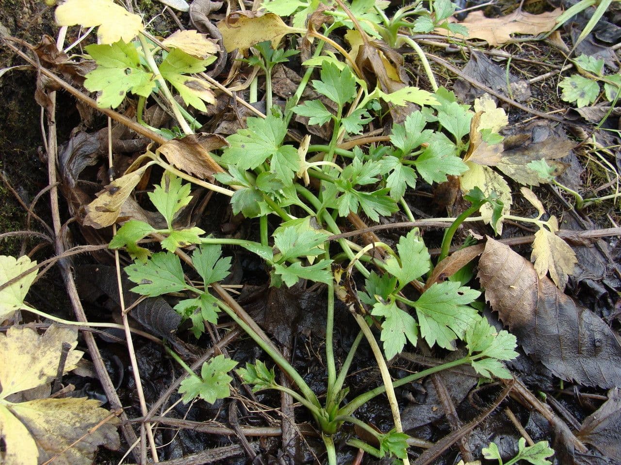 Ranunculus hispidus 9
