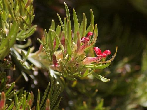 Adenanthos 7