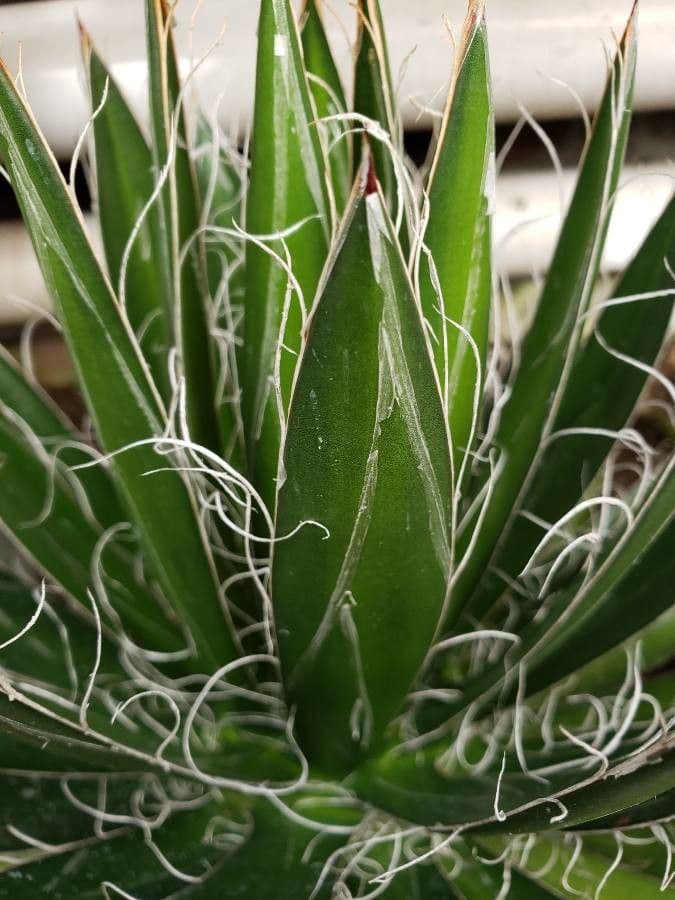 Schilfblättrige Agave 6