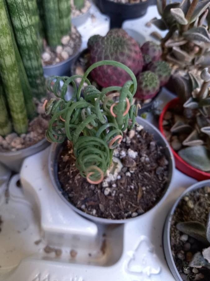 Albuca 7