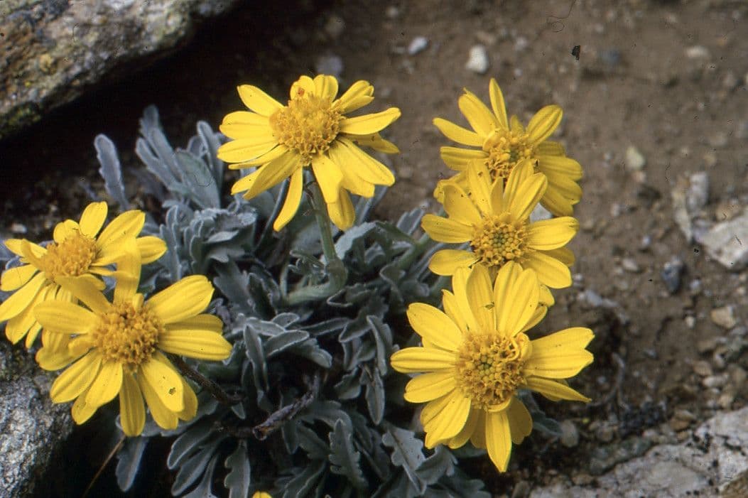 Senecio 4