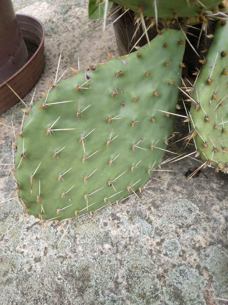 Nopal de espinas marrones 18