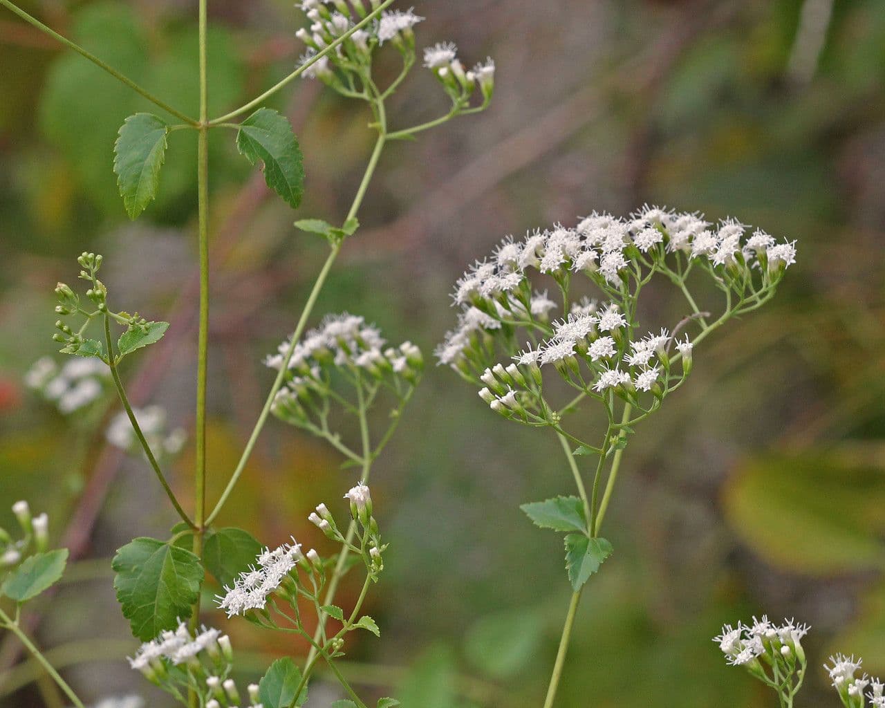 Ageratina 6