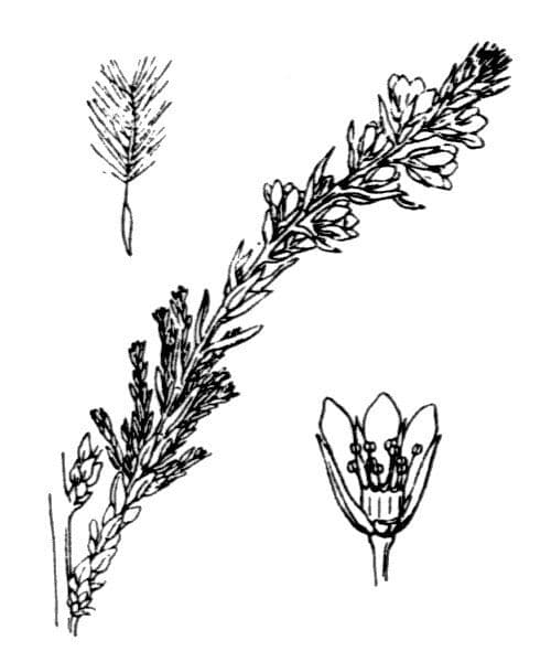 Miricaria germanica 28